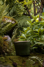 Încarcă imaginea în vizualizatorul Galerie, Ghiveci de lut Lago S