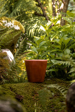 Încarcă imaginea în vizualizatorul Galerie, Ghiveci de lut Milo S