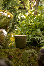 Încarcă imaginea în vizualizatorul Galerie, Ghiveci de lut Milo S