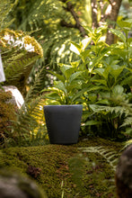 Încarcă imaginea în vizualizatorul Galerie, Ghiveci de lut Milo S