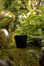 Încarcă imaginea în vizualizatorul Galerie, Ghiveci de lut Milo S