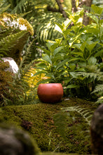 Încarcă imaginea în vizualizatorul Galerie, Ghiveci de lut Joya